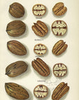 1912 Pecans Antique USDA Fruit Print - E.I. Schutt - Plate VIII at Adirondack Retro