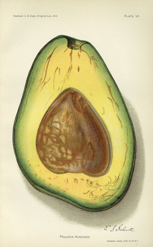 1912 Pollock Avocado Antique USDA Fruit Print - E.I. Schutt at Adirondack Retro