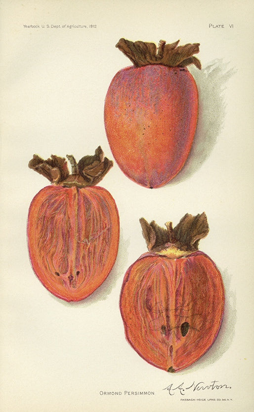 1912 Ormond Persimmon Antique USDA Fruit Print - A.A. Newton at Adirondack Retro