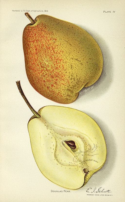 1912 Douglas Pear Antique USDA Fruit Print - E.I. Schutt at Adirondack Retro