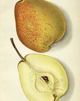 1912 Douglas Pear Antique USDA Fruit Print - E.I. Schutt at Adirondack Retro