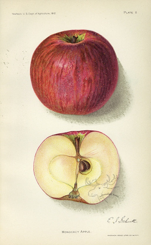 1912 Monocacy Apple Antique USDA Fruit Print - E.I. Schutt at Adirondack Retro