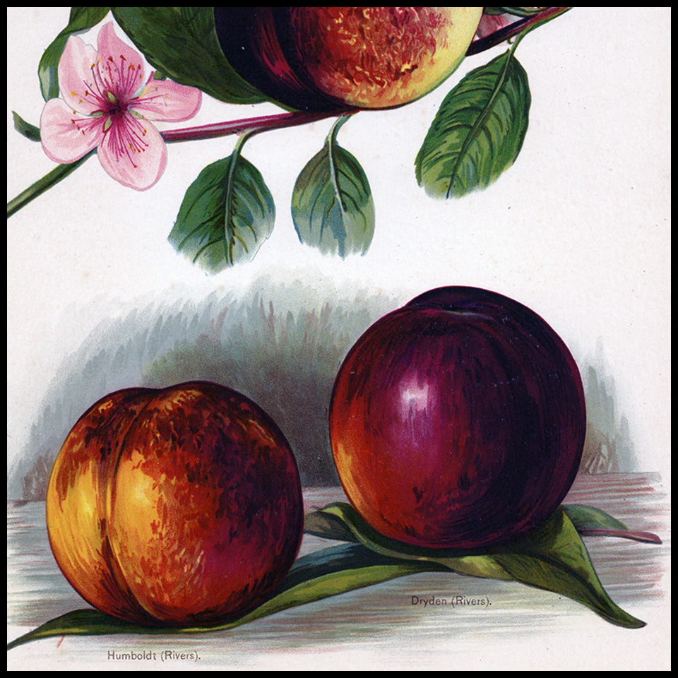 Antique Fruit & Vegetable Prints at Adirondack Retro