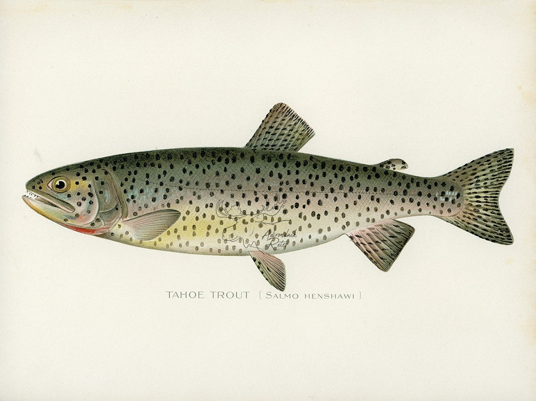 Denton Tahoe Trout at Adirondack Retro