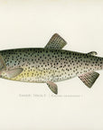 Denton Tahoe Trout at Adirondack Retro
