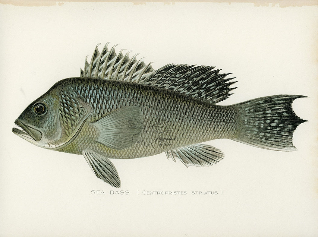 Antique Sea Bass Print by Sherman F. Denton at Adirondack Retro
