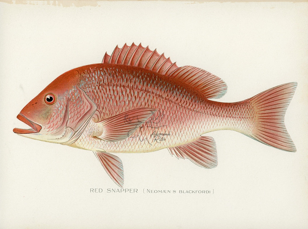 Antique Red Snapper Print by Sherman F. Denton at Adirondack Retro