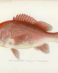 Antique Red Snapper Print by Sherman F. Denton at Adirondack Retro