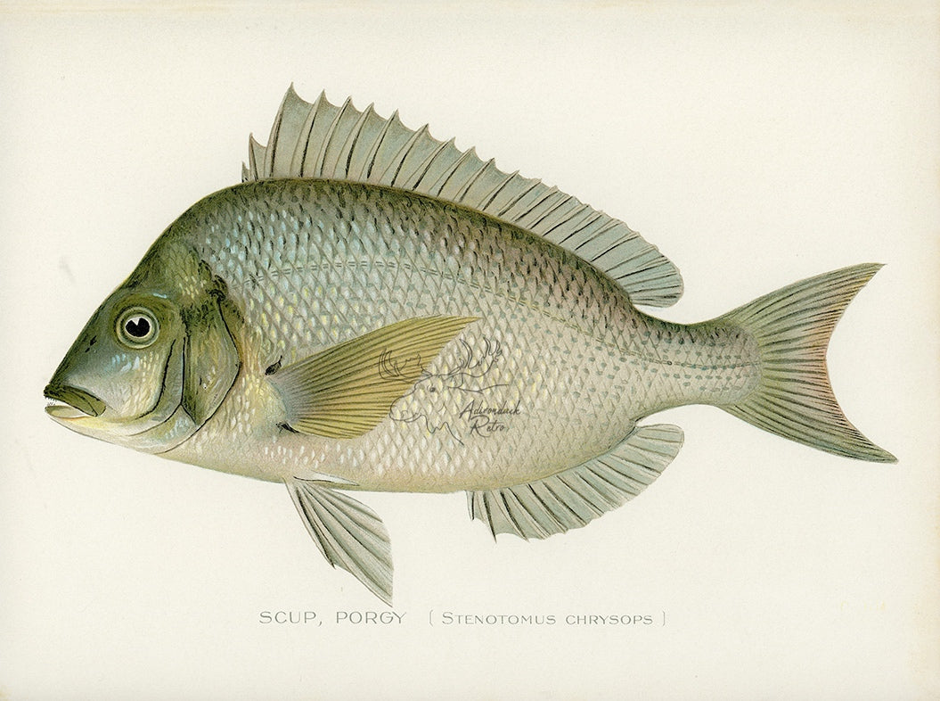 Antique Scup or Porgy Print by Sherman F. Denton at Adirondack Retro