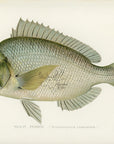 Antique Scup or Porgy Print by Sherman F. Denton at Adirondack Retro