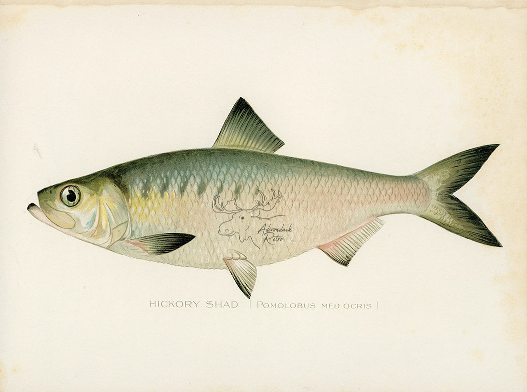 Antique Hickory Shad Print by Sherman F. Denton at Adirondack Retro