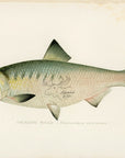 Antique Hickory Shad Print by Sherman F. Denton at Adirondack Retro