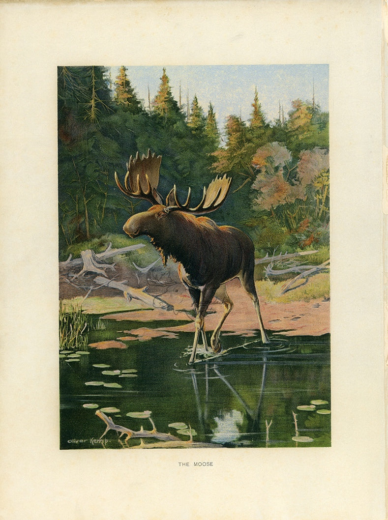 1902 Antique Oliver Kemp Moose Print at Adirondack Retro