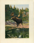 1902 Antique Oliver Kemp Moose Print at Adirondack Retro