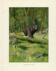 1902 Adirondack Black BEar - Oliver Kemp Antique Print at Adirondack Retro