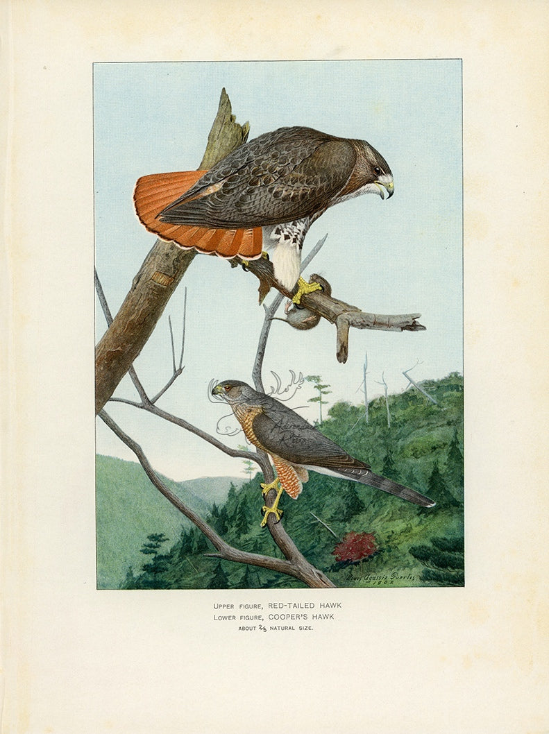 1902 American Red-Tailed Hawk and Cooper's Hawk - Antique Louis Agassiz Fuertes Bird Print at Adirondack Retro