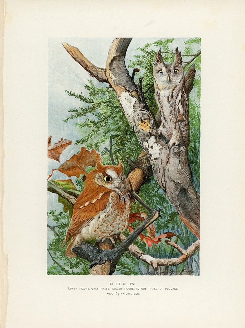 1902 Screech Owl - Antique Louis Agassiz Fuertes Bird Print at Adirondack Retro