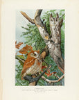 1902 Screech Owl - Antique Louis Agassiz Fuertes Bird Print at Adirondack Retro