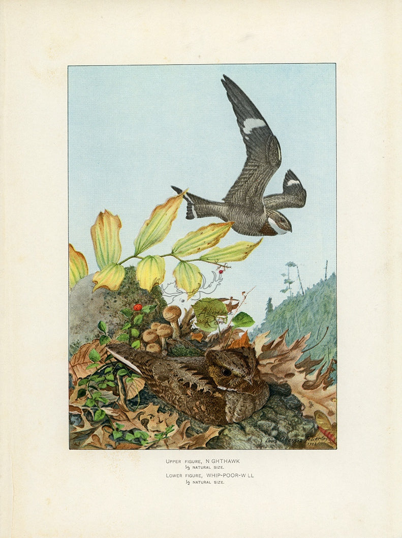 1902 Nighthawk and Whip-poor-will - Antique Louis Agassiz Fuertes Bird Print at Adirondack Retro