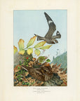 1902 Nighthawk and Whip-poor-will - Antique Louis Agassiz Fuertes Bird Print at Adirondack Retro