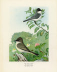 1902 Kingbird and Phoebe - Antique Louis Agassiz Fuertes Bird Print at Adirondack Retro