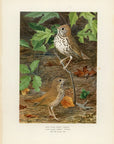1902 Wood Thrush and Hermit Thrush - Antique Louis Agassiz Fuertes Bird Print at Adirondack Retro