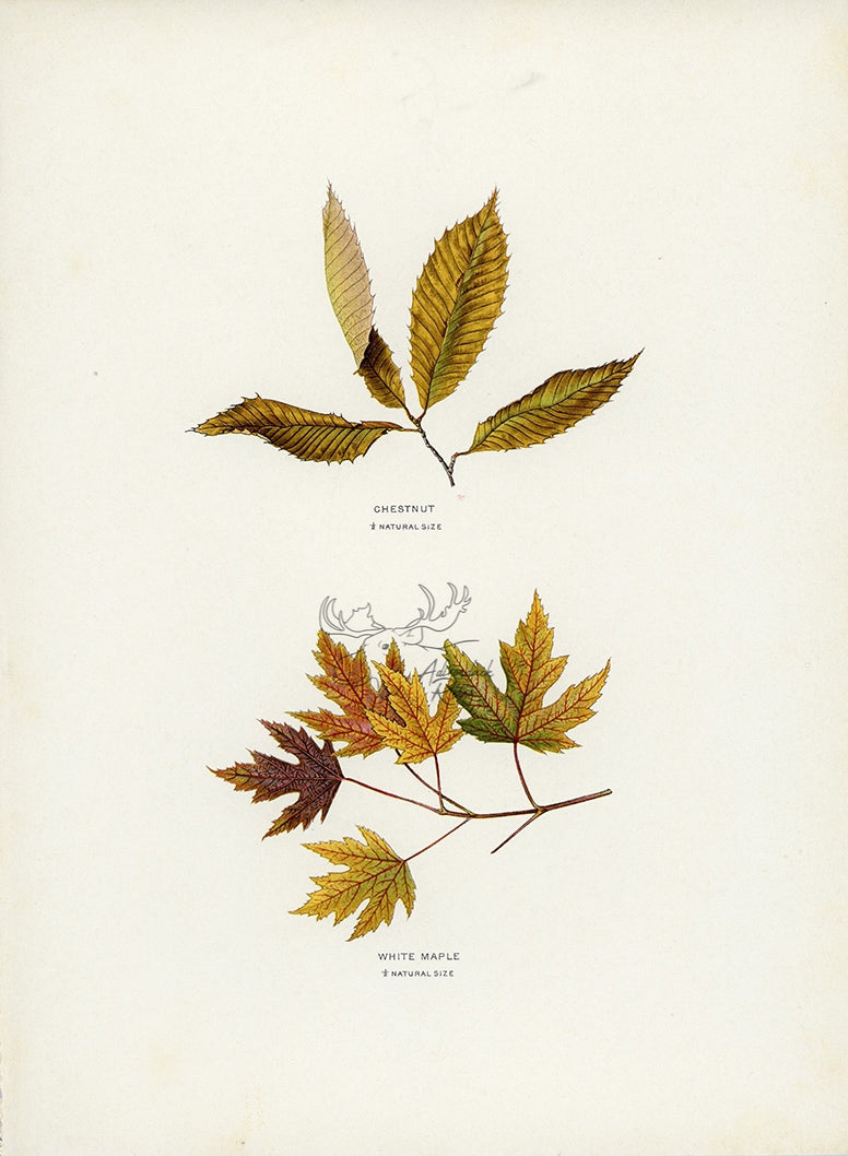 1902 Antique Fall Leaves Print - Chestnut and White Maple Leaves at Adirondack Retro