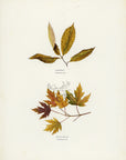 1902 Antique Fall Leaves Print - Chestnut and White Maple Leaves at Adirondack Retro