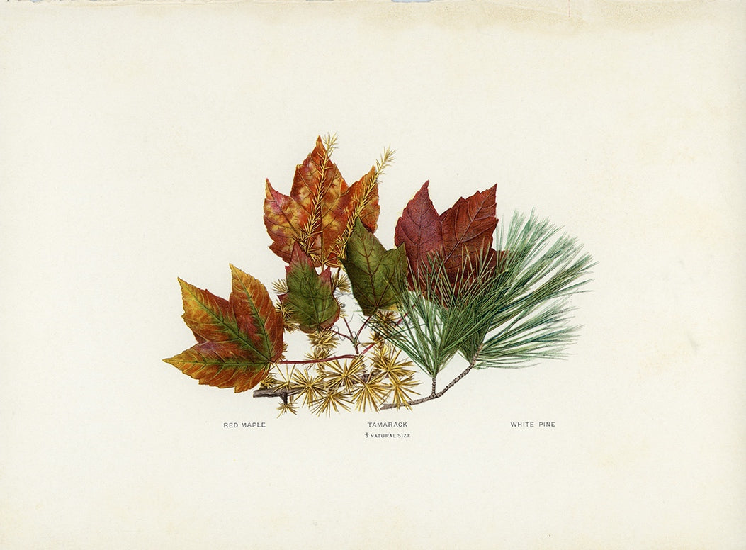 1902 Antique Fall Leaves Print - Red Maple, Tamarack and White Pine Leaves at Adirondack Retro