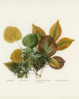 1902 Antique Fall Leaves Print - Bass Wood, White Cedar, Flowering Dogwood and Shagbark Hickory Leaves at Adirondack Retro