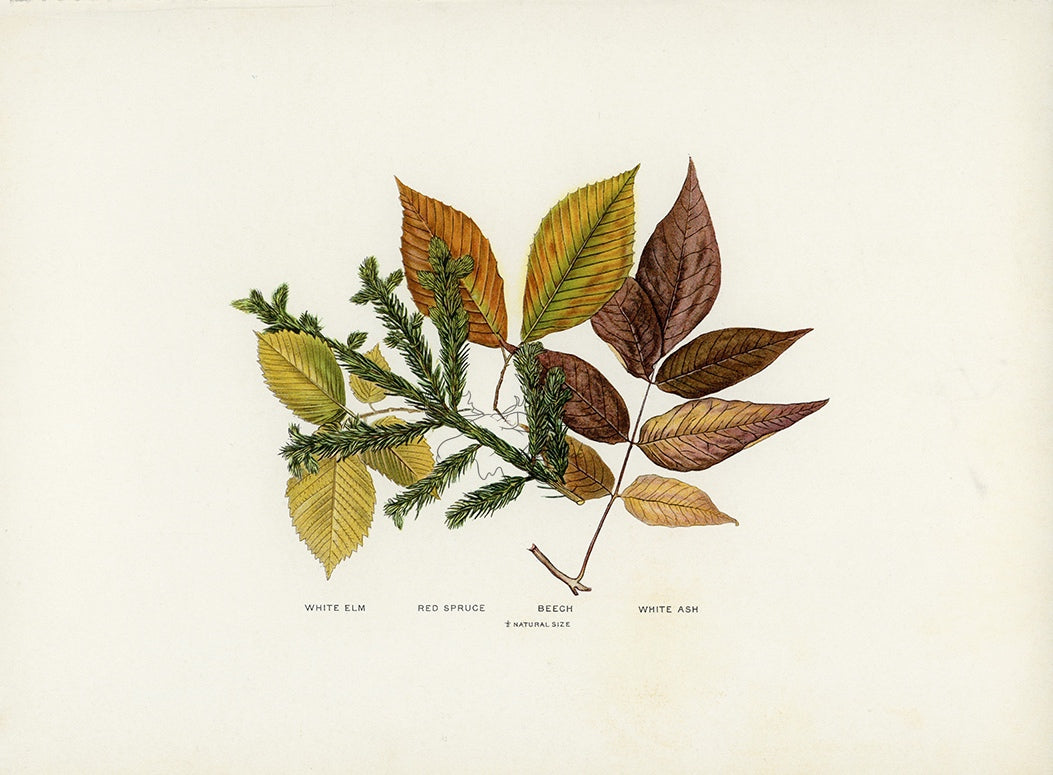 1902 Antique Fall Leaves Print - White Elm, Red Spruce, Beech and White Ash Leaves at Adirondack Retro