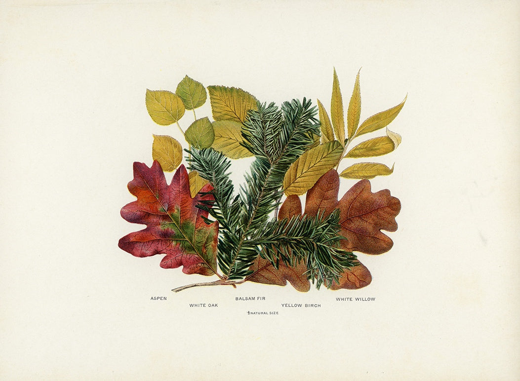 1902 Antique Fall Leaves Print - Aspen, White Oak, Balsam Fir, Yellow Birch and White Willow Leaves