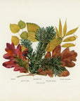 1902 Antique Fall Leaves Print - Aspen, White Oak, Balsam Fir, Yellow Birch and White Willow Leaves