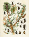 1902 Insects Affecting Hard Pine Antique Print - L.H. Joutel at Adirondack Retro