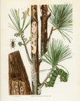 1902 Insects Affecting White Pine Antique Print - L.H. Joutel at Adirondack Retro