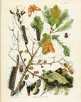 1902 Insects Affecting Oak Antique Print - L.H. Joutel at Adirondack Retro