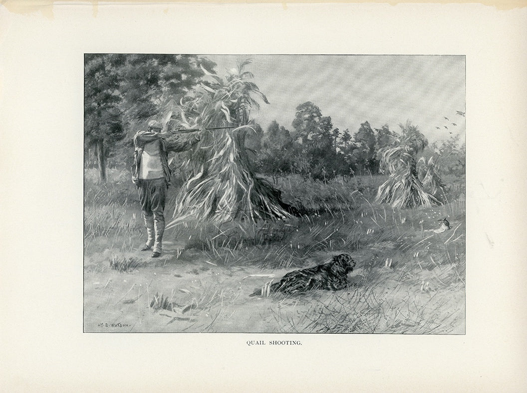 1902 Quail Shooting Antique Henry Sumner Watson Print at Adirondack Retro