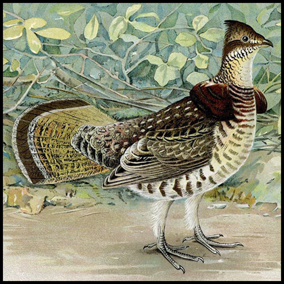 Unique Birder Gifts at Adirondack Retro