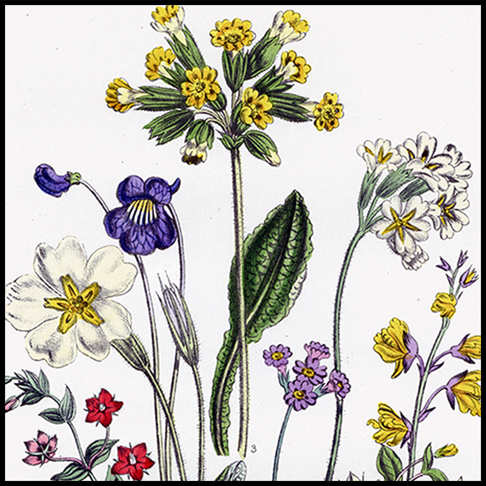 Antique Botanical Prints at Adirondack Retro