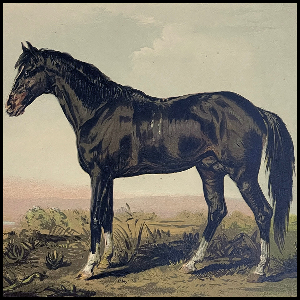 Antique Horse Prints at Adirondack Retro