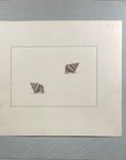 Thomas Martyn 1784 Original Thorn Buccin Shell Print Plate 4 - Found at Friendly Isles - Hand-Colored Tipped-In Engraving