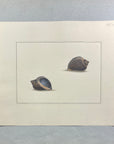 Thomas Martyn 1784 Original Scoop Buccin Shell Print Plate 9 - Found at New Zealand - Hand-Colored Tipped-In Engraving