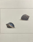 Thomas Martyn 1784 Original Scoop Buccin Shell Print Plate 9 - Found at New Zealand - Hand-Colored Tipped-In Engraving at Adirondack Retro