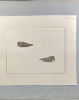 Thomas Martyn 1784 Original Crinkled Club Shell Print Plate 12 - Found at Friendly Isles - Hand-Colored Tipped-In Engraving