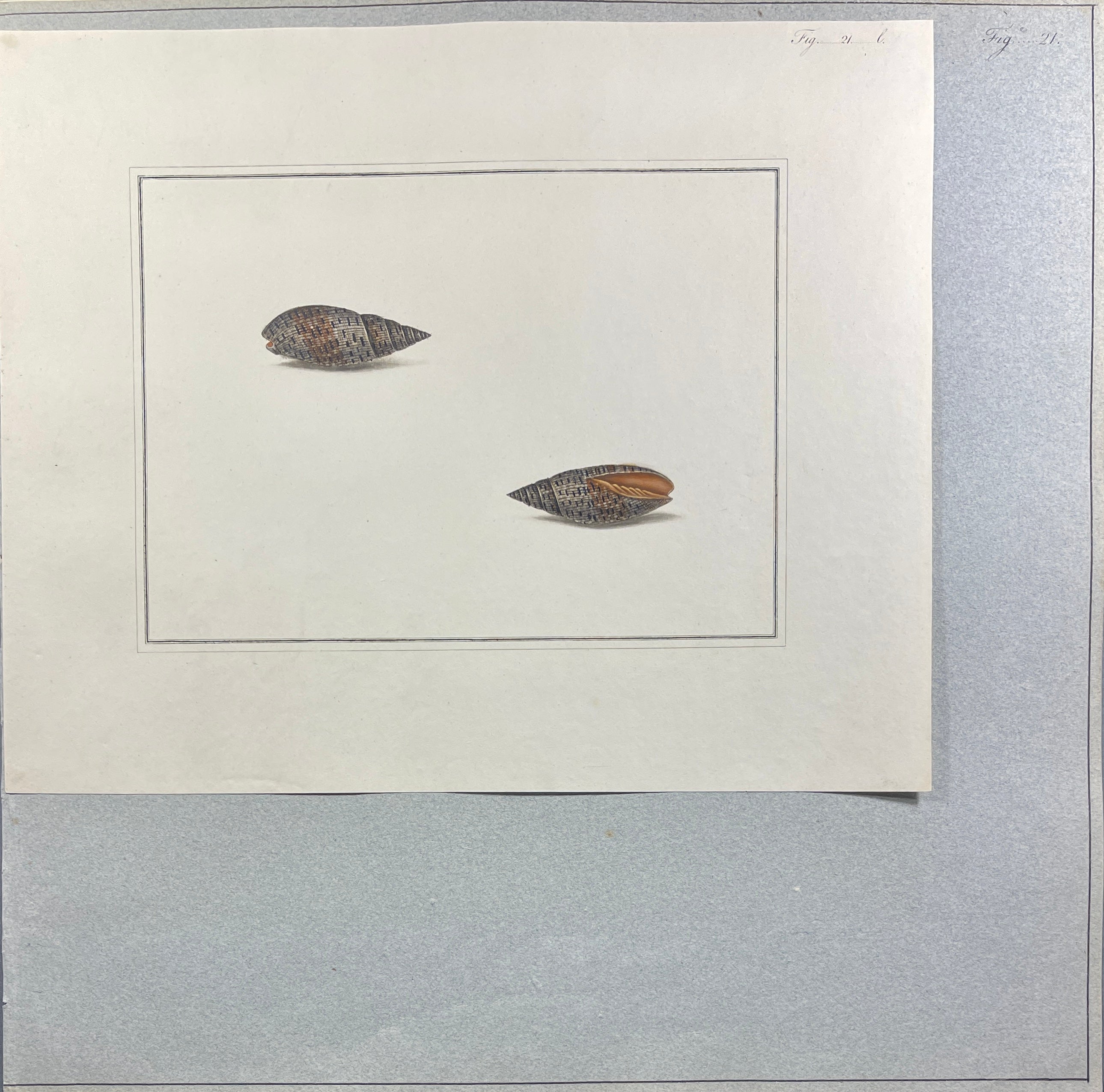 Thomas Martyn 1784 Original Beaded Mitre Shell Print Plate 21 - Found at Friendly Isles - Hand-Colored Tipped-In Engraving