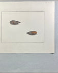 Thomas Martyn 1784 Original Beaded Mitre Shell Print Plate 21 - Found at Friendly Isles - Hand-Colored Tipped-In Engraving