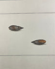 Thomas Martyn 1784 Original Beaded Mitre Shell Print Plate 21 - Found at Friendly Isles - Hand-Colored Tipped-In Engraving at Adirondack Retro