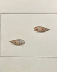 Thomas Martyn 1784 Original Clouded Mitre Shell Print Plate 23 - Found at Friendly Isles - Hand-Colored Tipped-In Engraving at Adirondack Retro