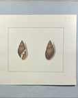 Thomas Martyn 1784 Original Clouded Mitre Shell Print Plate 23 - Found at Friendly Isles - Hand-Colored Tipped-In Engraving