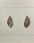 Thomas Martyn 1784 Original Clouded Mitre Shell Print Plate 23 - Found at Friendly Isles - Hand-Colored Tipped-In Engraving at Adirondack Retro